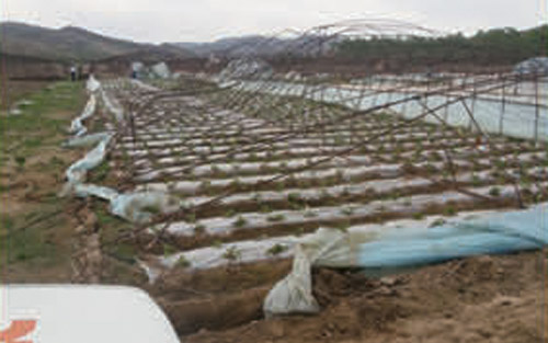 大棚種植（損失）查勘現(xiàn)場(chǎng)